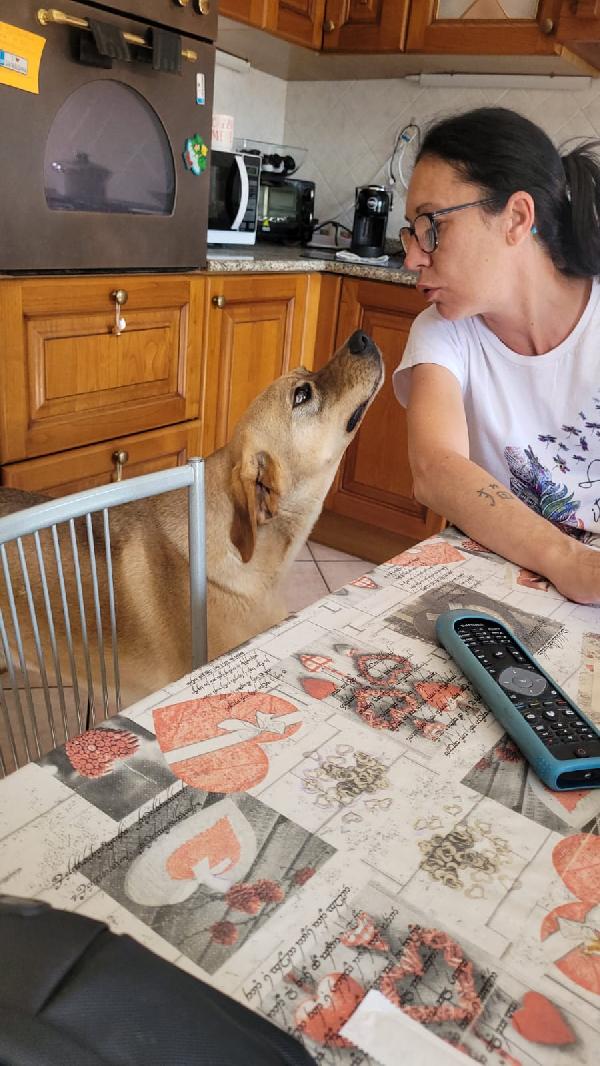 DINGO Foto 2